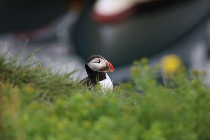 Reykjavik Premium Puffin tour | Close Up and Personal - Key points before you go
