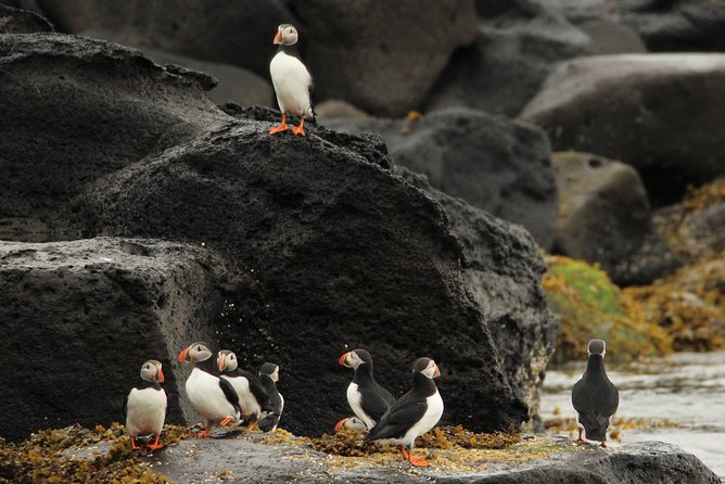 Reykjavik Premium Puffin tour | Close Up and Personal - The hour on the water: gear, safety, and comfort reality