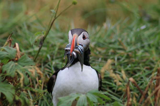 Reykjavik Premium Puffin tour | Close Up and Personal - Price of $85: is it good value for a one-hour RIB puffin sprint?