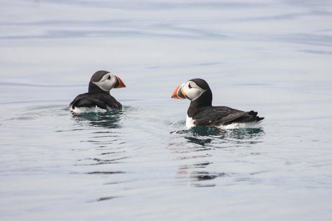 Reykjavik Premium Puffin tour | Close Up and Personal - Why the 12-person limit changes the whole experience