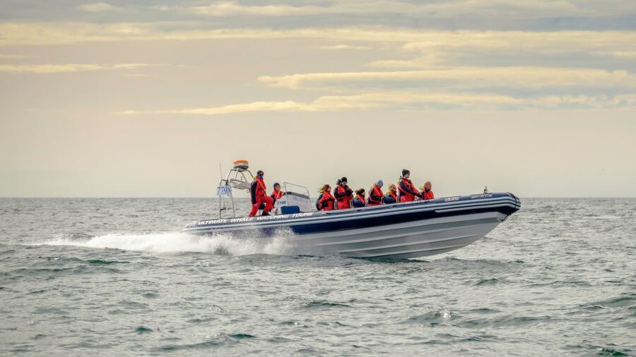 Reykjavik: Premium Whale and Puffin Watching Evening Tour - How the evening “midnight sun” timing changes the cruise