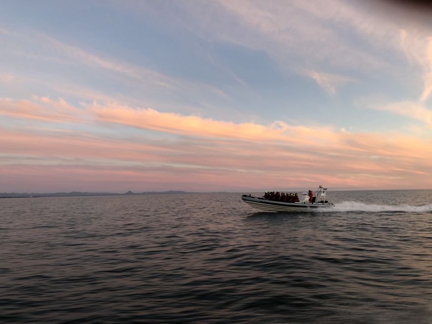 Reykjavik: Premium Whale and Puffin Watching Evening Tour - RIB speedboat ride: fast, stable, and built for getting close