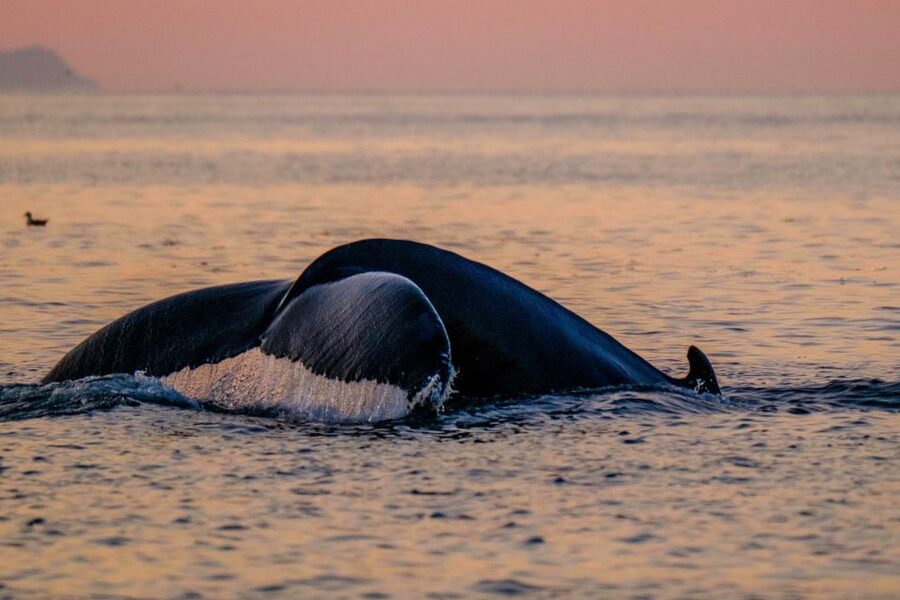 Reykjavik: Premium Whale and Puffin Watching Evening Tour - Open water scouting for whales and dolphins in Faxaflói Bay