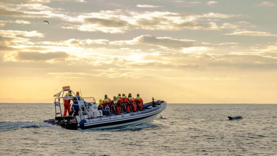 Reykjavik: Premium Whale and Puffin Watching Evening Tour - Why the small 12-person group really matters