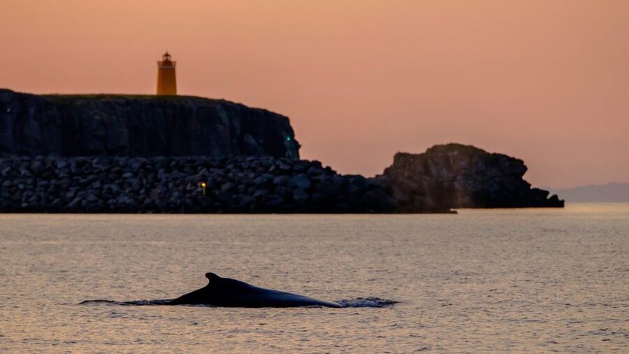 Reykjavik: Premium Whale and Puffin Watching Evening Tour - The return along Reykjavik’s shoreline, Sun Voyager, and Harpa