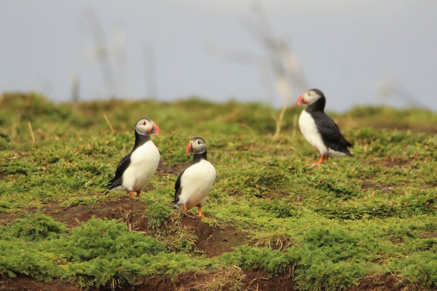 Reykjavik: Premium Whale and Puffin Watching Evening Tour - Price and value: what you’re really paying for at $200
