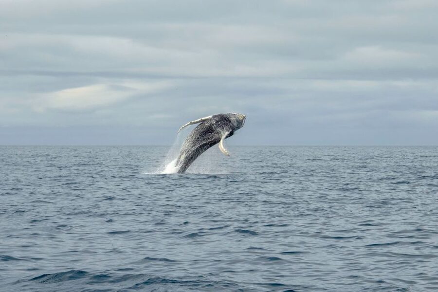 Reykjavik: Premium Whale Watching with Flexible Ticket - Who This Tour Fits Best (and Who Should Skip It)