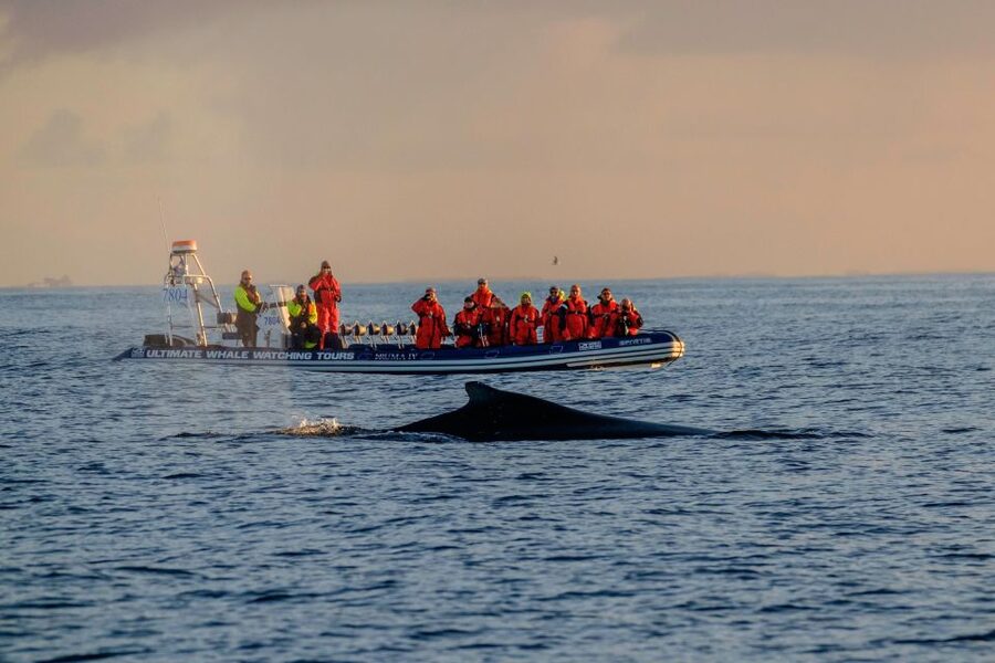 Reykjavik: Premium Whale Watching with Flexible Ticket - Why Faxafloi Bay Is the Right Place to Hunt for Whales