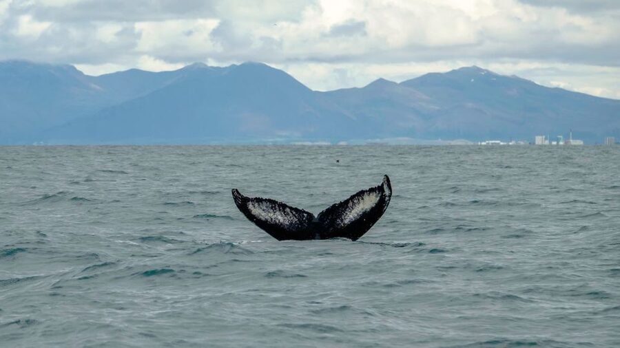 Reykjavik: Premium Whale Watching with Flexible Ticket - Reykjavík Old Harbour to the Open Sea: The RIB Speedboat Reality Check