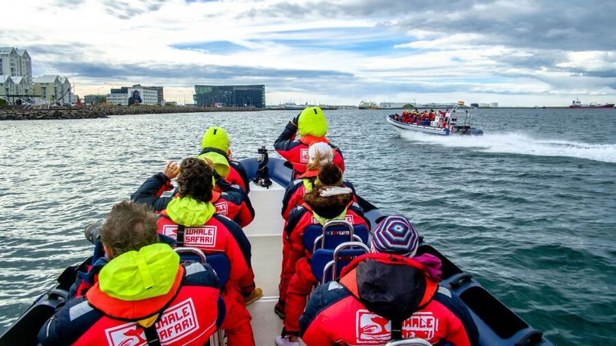 Reykjavik: Premium Whale Watching with Flexible Ticket - Species Targets: What You’re Watching For (and Why Timing Matters)