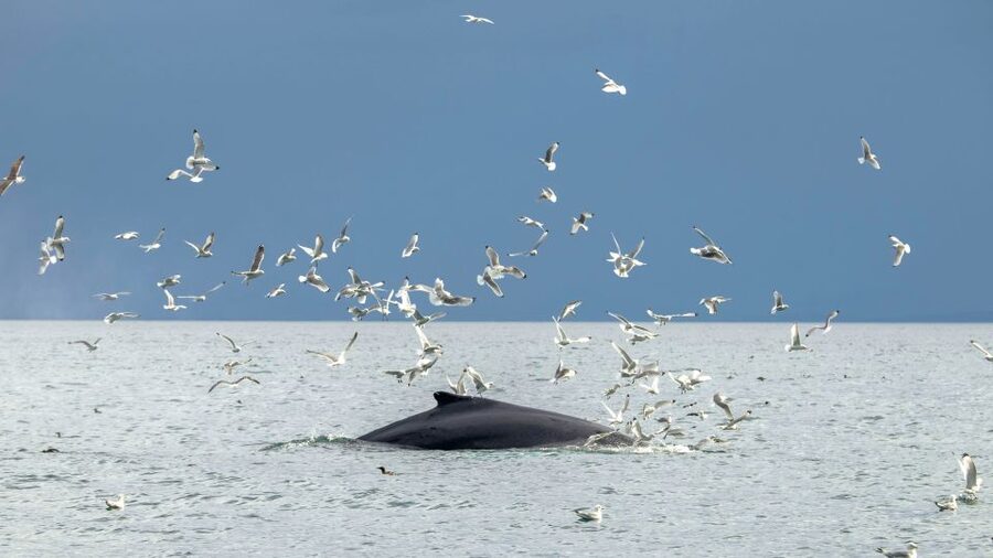 Reykjavik: Premium Whale Watching with Flexible Ticket - How the 2-Hour Route Works, Including the Return Shoreline Views
