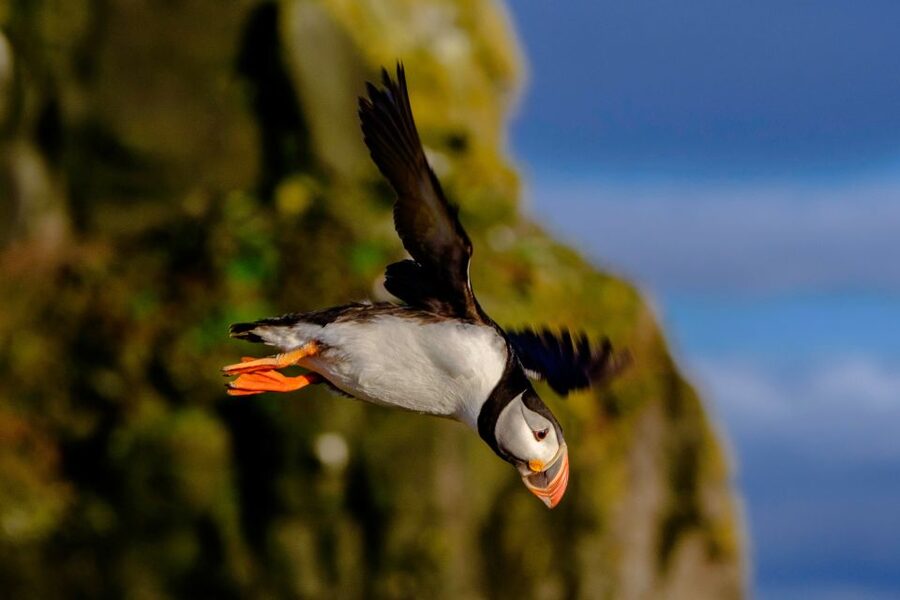 Reykjavik: Premium Whale Watching with Flexible Ticket - Puffin Watching Near the Harbor: When It’s Included