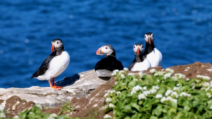 Reykjavik: Premium Whale Watching with Flexible Ticket - Key points worth clocking