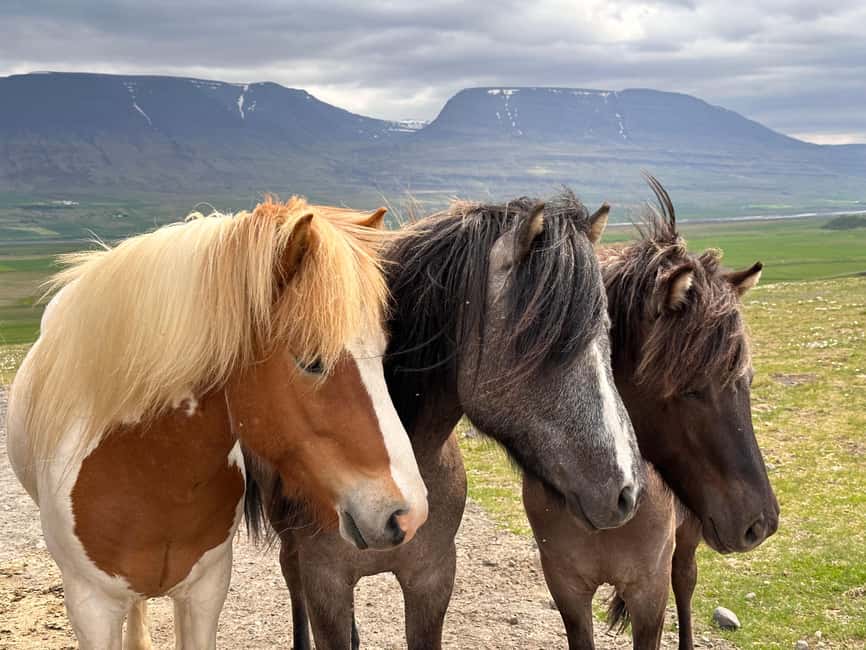 Reykjavik: PRIVATE Golden Circle tour with 5 TOP stops - Private Reykjavik pickup: comfort, timing, and the drive you can plan for