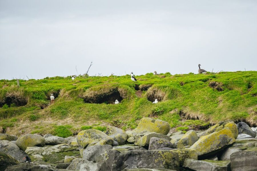 Reykjavik: Puffin Watching Boat Tour - Key highlights to look for on the Puffin Express
