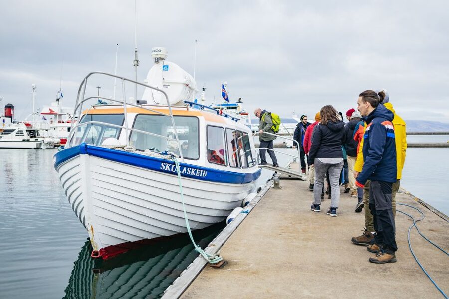 Reykjavik: Puffin Watching Boat Tour - Other birds you may spot while the puffins do their thing