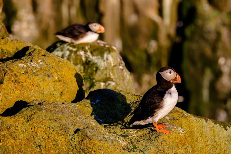 Reykjavik: Puffin Watching Tour - Who Should Go, and Who Should Rethink It