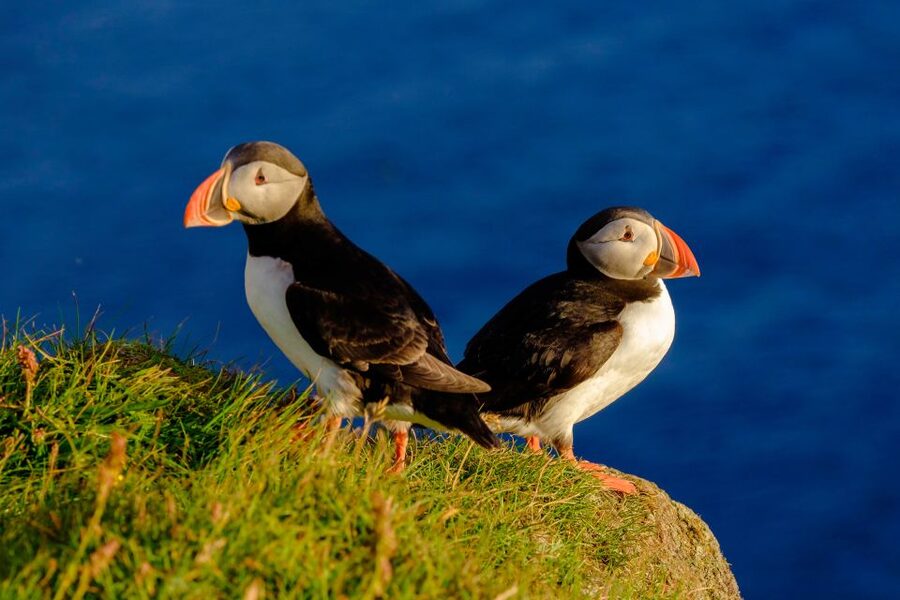 Reykjavik: Puffin Watching Tour - Entering The Old Harbour: Meet, Suit Up, and Get Ready to Hold On