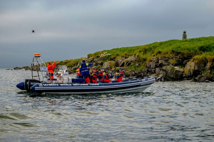 Reykjavik: Puffin Watching Tour - Who Else You’ll See: Gannets, Auks, Fulmars, and Arctic Terns