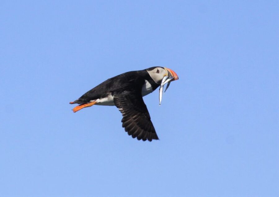 Reykjavik: Puffin Watching Tour - Timing and Motion: How the 1-Hour Format Feels