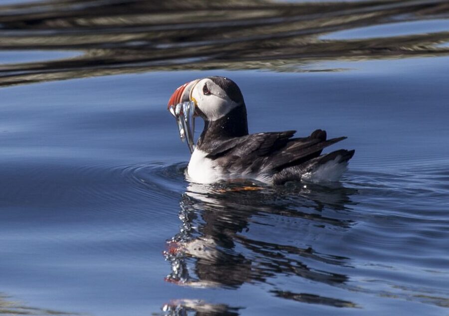 Reykjavik: Puffin Watching Tour by RIB Speedboat - Old Harbor Start: Find the Hut, Get Fitted, Then Go