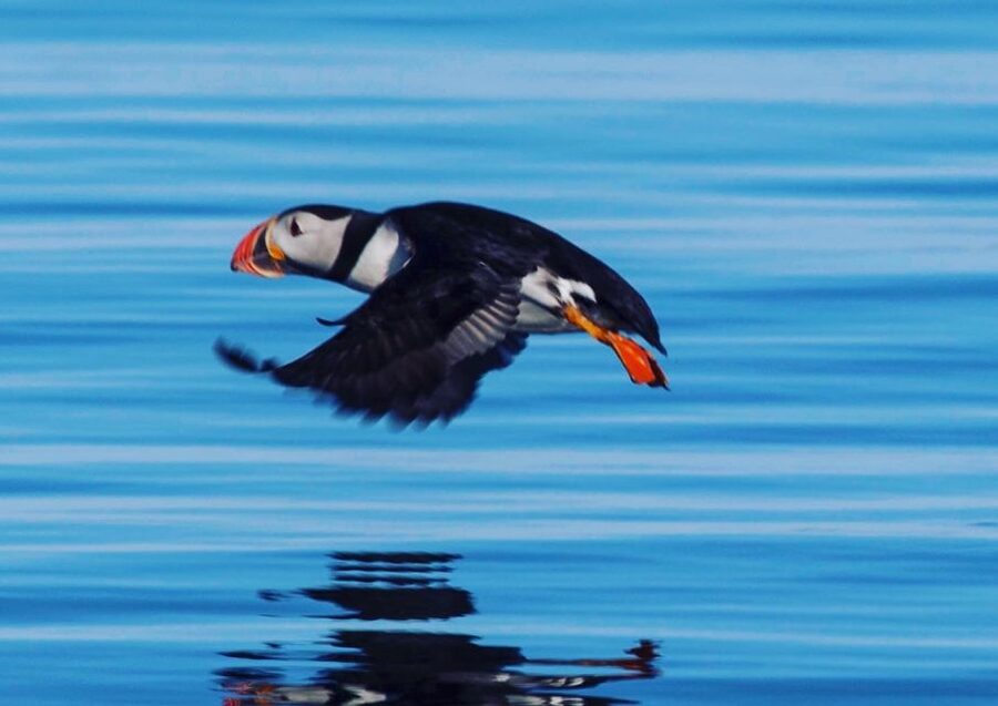 Reykjavik: Puffin Watching Tour by RIB Speedboat - Arrival and the Quiet Moment: When the Engine Goes Off