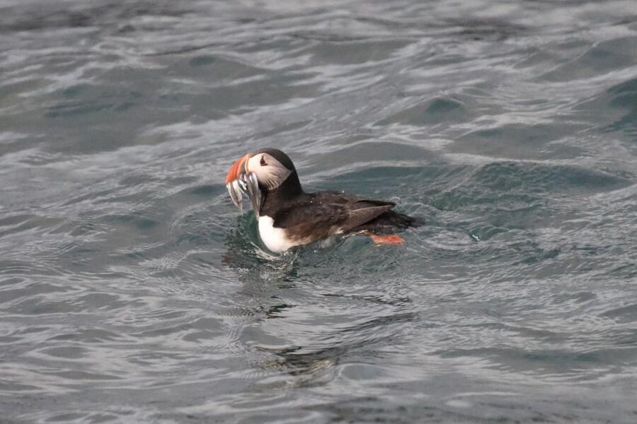 Reykjavík: RIB Speed-Boat Puffin Watching Tour - Key Points Before You Go