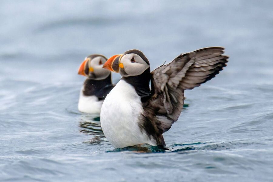 Reykjavík: RIB Speed-Boat Puffin Watching Tour - From Reykjavík Coastline to Harpa: The View Part You Get Right