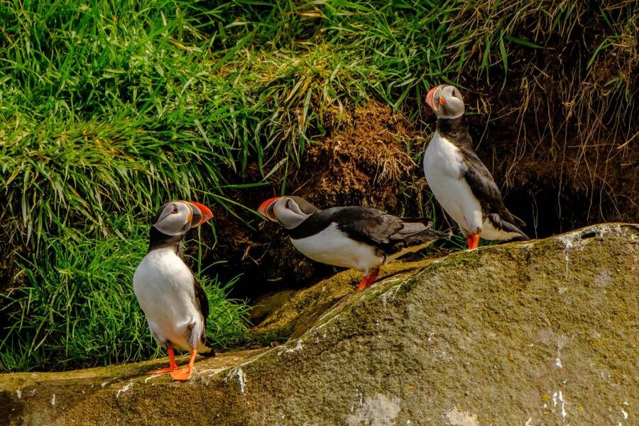 Reykjavík: RIB Speed-Boat Puffin Watching Tour - Should You Book This Reykjavík Puffin Speed-Boat Tour?
