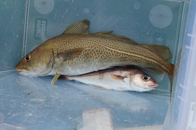 Reykjavik's Finest Catch: Guided Sea Angling Tour for All Levels - On the Water: Coaching That Keeps the Day Fun