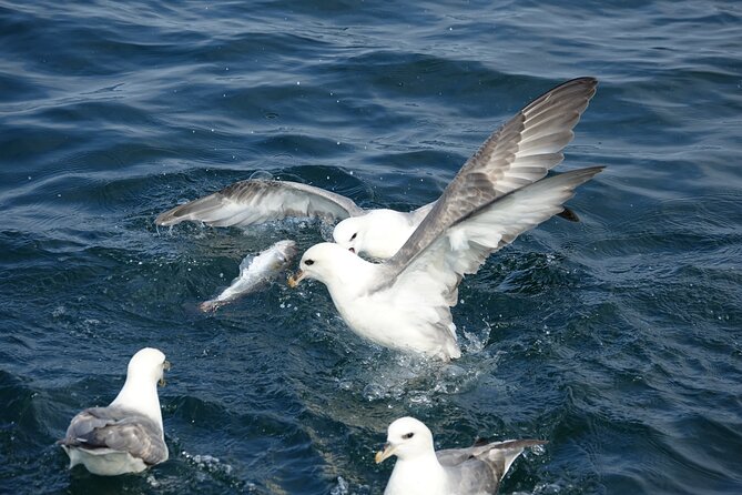 Reykjavik's Finest Catch: Guided Sea Angling Tour for All Levels - The Cooking Moment: Fresh Fish Right After Catch