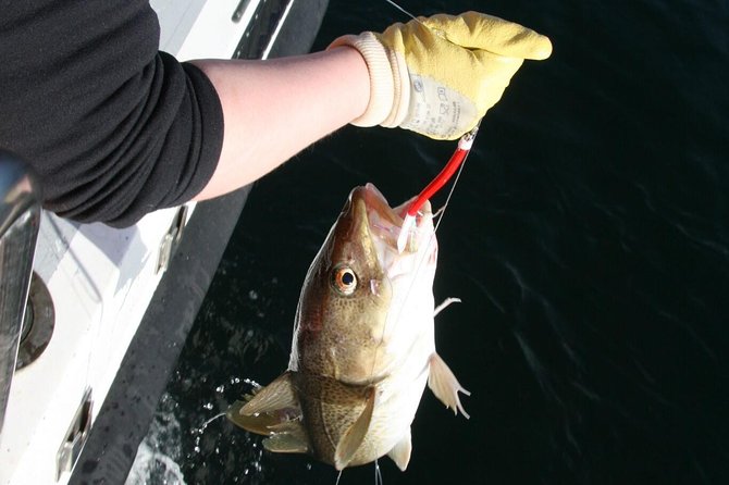 Reykjavik Sea Angling Gourmet - Entering Faxaflói Bay: The 3-hour Rhythm of Sea Angling