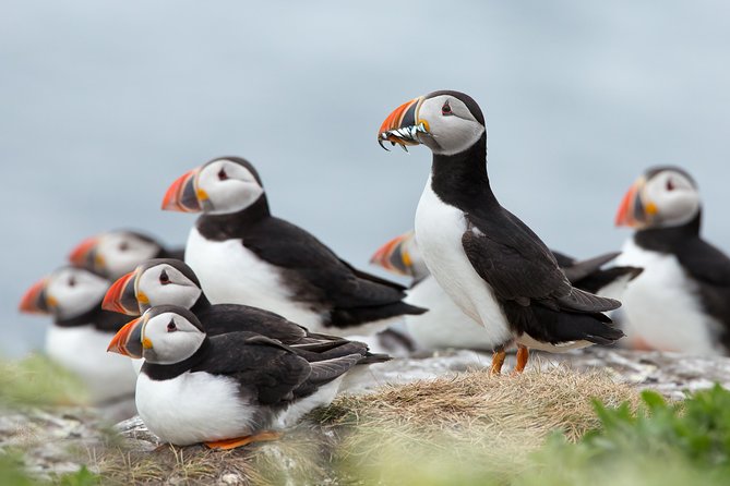 Reykjavik Shore Excursion: Puffin Sightseeing Cruise - Key things I’d circle before you go