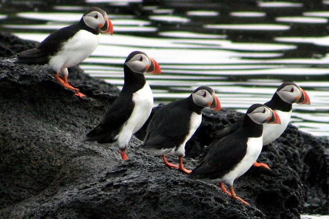 Reykjavik Shore Excursion: Puffin Sightseeing Cruise - Expert narration on seabirds and island life (and why it sticks)
