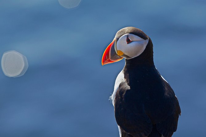 Reykjavik Shore Excursion: Puffin Sightseeing Cruise - Weather, timing, and the puffin season factor
