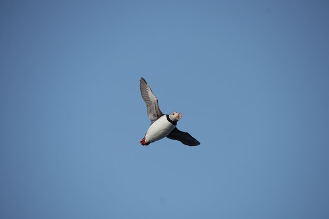 Reykjavik Shore Excursion: Puffin Sightseeing Cruise - What’s included, what’s not, and how that affects your comfort