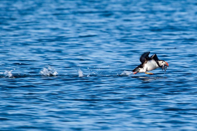 Reykjavik Shore Excursion: Puffin Sightseeing Cruise - Price value at about $63.51 for a guided puffin hunt