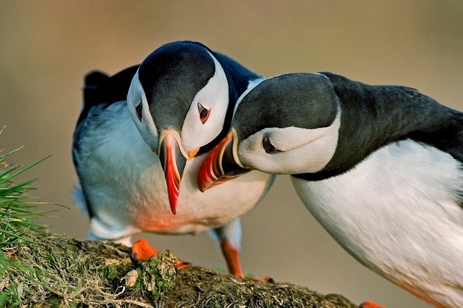 Reykjavik Shore Excursion: Puffin Sightseeing Cruise - The Akurey Island loop: what happens once you circle the outcrop