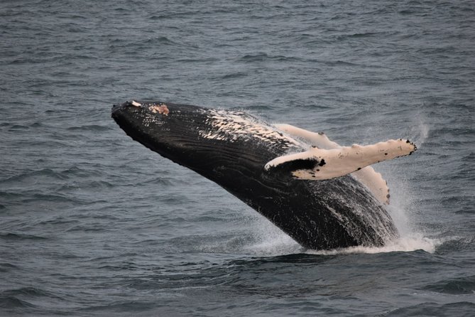 Reykjavik Shore Excursion: Whale-Watching Cruise - Cruise length and speed: 3.5 hours vs a fast track