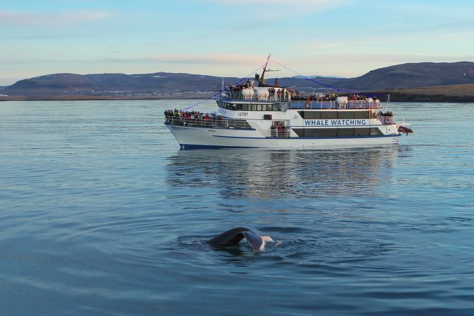 Reykjavik Shore Excursion: Whale-Watching Cruise - Staying warm and steady: waterproof coveralls, sickness tablets, and space