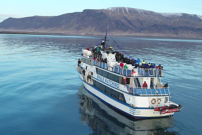 Reykjavik Shore Excursion: Whale-Watching Cruise - Price and value: what $108.13 buys you (and what it does not)