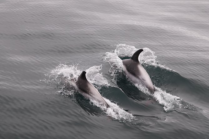 Reykjavik Shore Excursion: Whale-Watching Cruise - Getting from your ship or hotel to Skarfabakki Harbour
