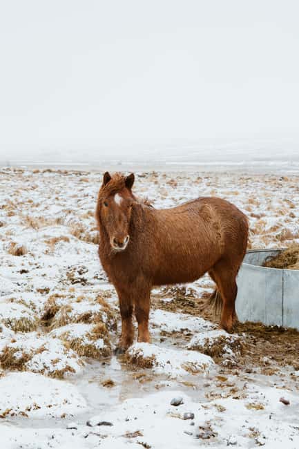Reykjavik: Silver Circle + Ice Tunnel, Baths, or Lava Cave - Key Things to Know Before You Go