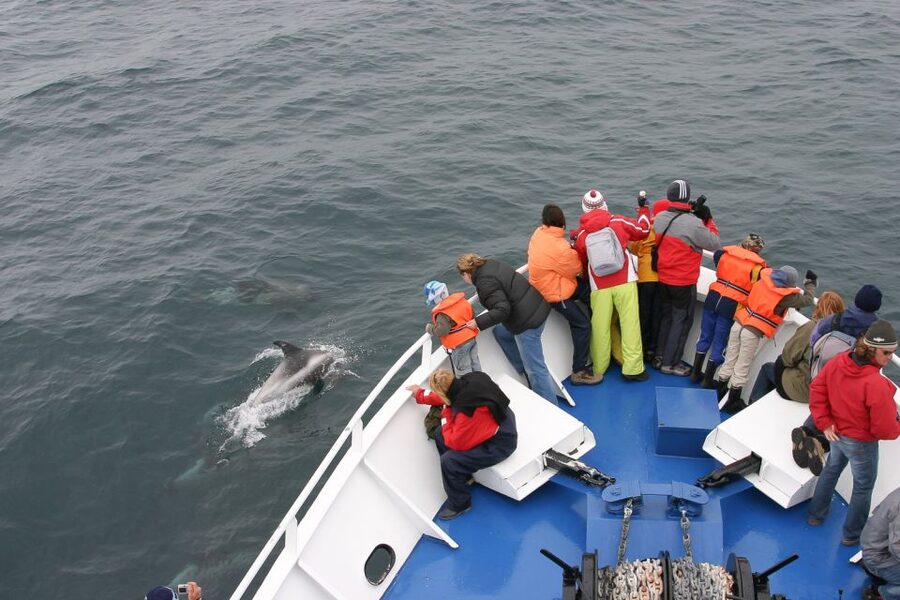 Reykjavik: the Original 3-Hour Whale Watching Tour - Key Highlights You’ll Feel on the Cruise
