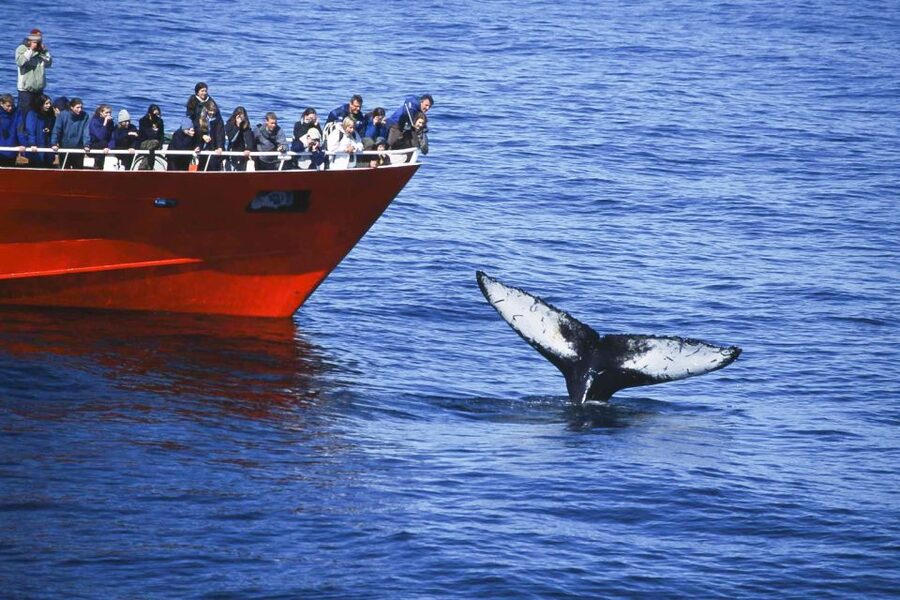 Reykjavik: the Original 3-Hour Whale Watching Tour - Who This Tour Fits Best (and Who Might Want Another Option)