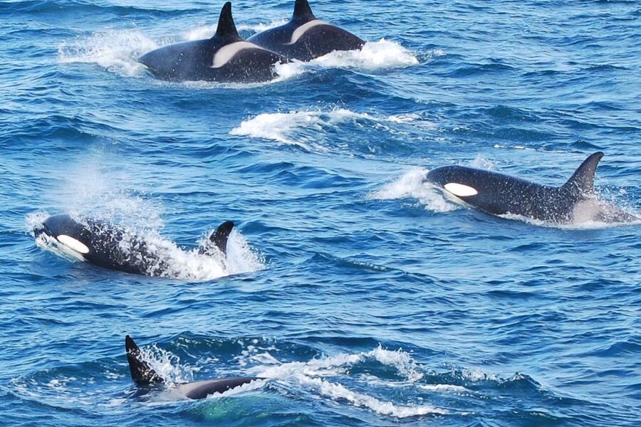 Reykjavik: the Original 3-Hour Whale Watching Tour - Getting Oriented: Old Harbour Check-In and the Whale Watching Centre