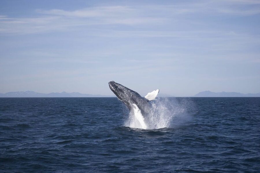 Reykjavik: the Original 3-Hour Whale Watching Tour - Faxaflói Bay in Action: Why This Area Works for Whale Watching
