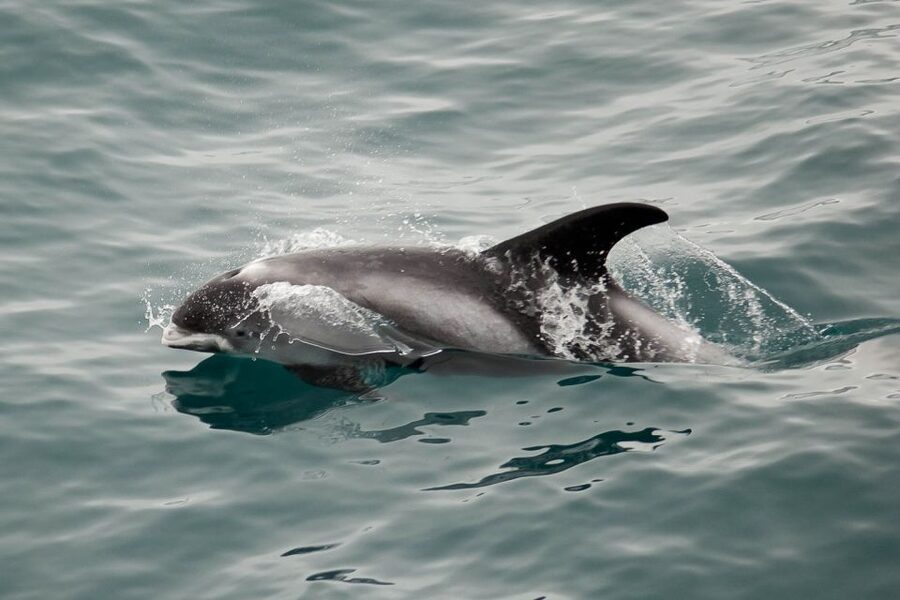 Reykjavik: the Original 3-Hour Whale Watching Tour - Live Marine Biologist Commentary: How You Learn to See Behavior