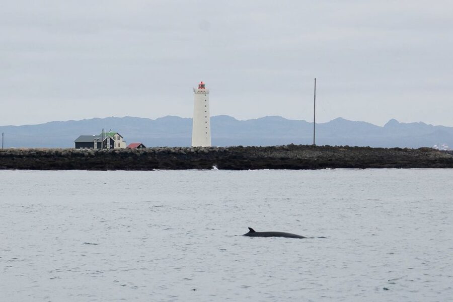 Reykjavik: the Original 3-Hour Whale Watching Tour - Responsible Whale Watching: The Code That Protects the Animals