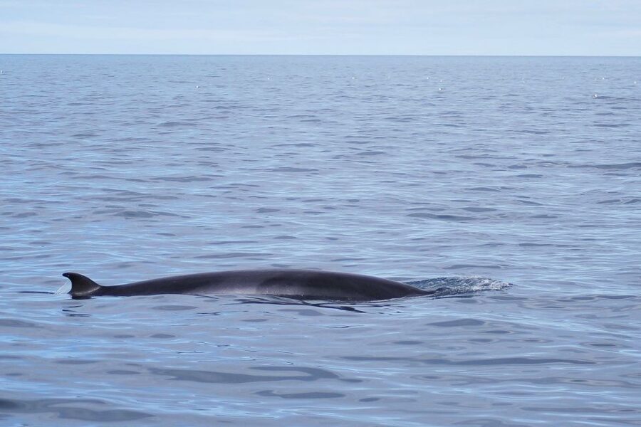 Reykjavik: the Original 3-Hour Whale Watching Tour - Price and Value: Is $108 a Fair Deal for Whale Watching in Iceland?